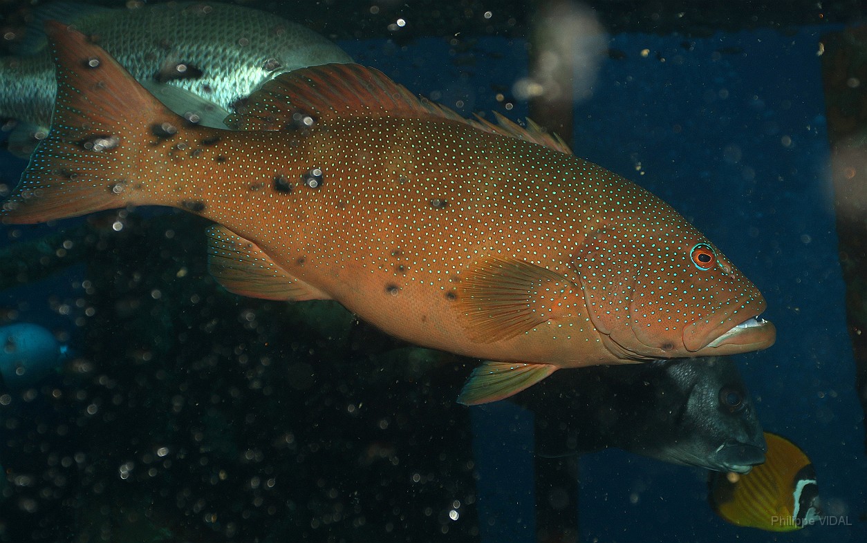 Thailand 2015 - Ko Tao - Merou Saumonee leopard - Plectropomus leopardus _IMG_3664_rc.jpg